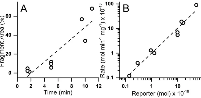 Figure 3.3.  Fragmentation of TS13 in single hAECs.  Each symbol represents the  measurement from a single cell