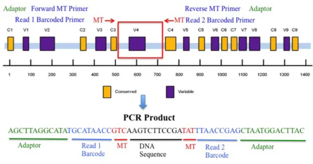 Figure 3.12: Sequencing Library Creation with the Molecule Tagging Method. 