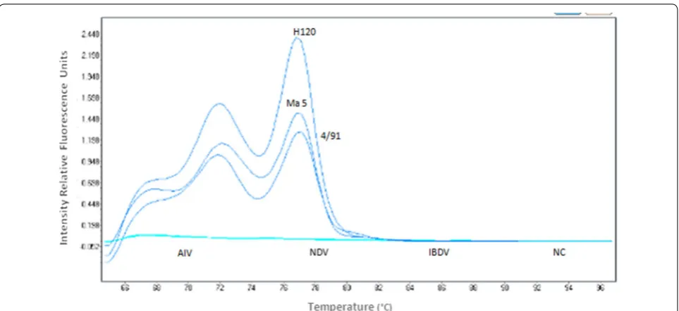 Table 1 Sensitivity and specificity of Sybr green I real-time RT-PCR in detection of cDNA from the IBV H120 vaccine strain compared to conventional RT-PCR agarose gel electrophoresis