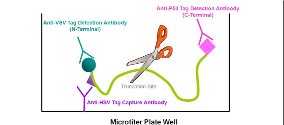 Figure 1 Schematic representation of the high-throughput solid-phase protein truncation test (HTS-PTT)