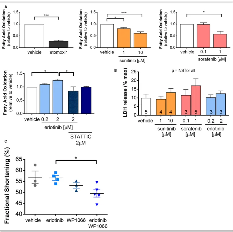 Figure 6. Co-administration of a STAT inhibitor abrogates erlotinib-induced increase in cardiomyocyte fatty acid oxidation in vitro and impairs contractile function in vivo