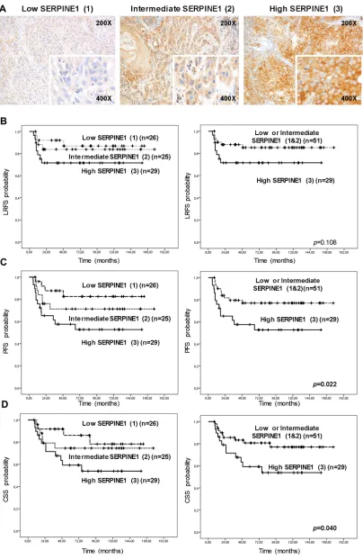 Figure 1: High protein SERPINE1 expression is associated with poor prognosis in patients with head and neck carcinoma included in a retrospective study