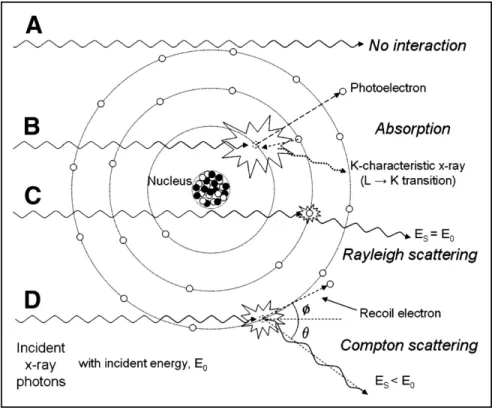 Figure 2.2: Illustration of x-ray and matter interactions. (A) Most x-ray photons have no interaction with the material, passing through unattenuated