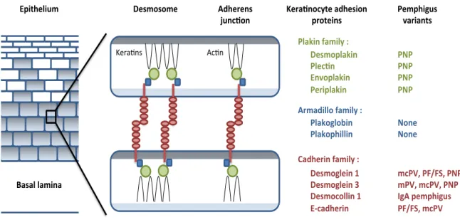Figure  1.    Molecular  components  of  intercellular  junctions  and  pemphigus  variants