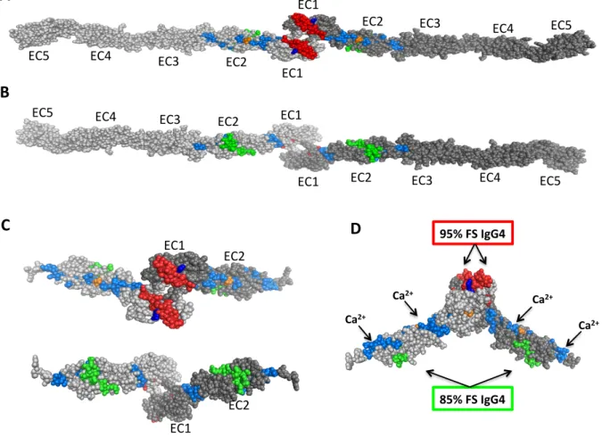 Figure 5.   Location of 2 conformational epitopes recognized by FS IgG4 autoantibodies in a  predicted  model  of  hDsg1  extracellular  domain