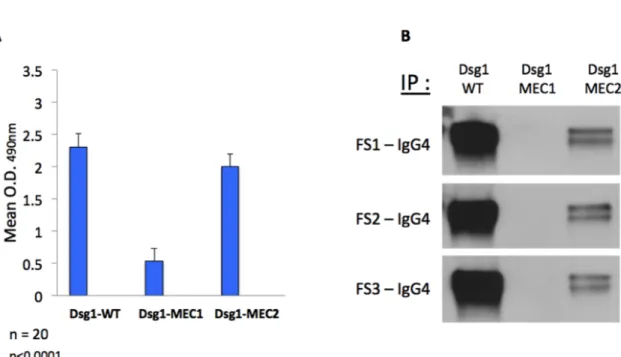 Figure  7.  Mutation  of  residues  M133  and  Q135  in  EC1  domain  of  Dsg1  dramatically  reduces  the  binding  of  IgG4  autoantibodies  to  Dsg1  extracellular  domain