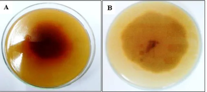 Figure 1: (a) Aspergillus flavus with moderate red color on the reverse side. (b) Aspergillus niger with no color change on the reverse side on YES medium after 3 days of incubation at 28°C