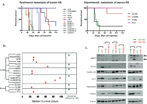 Figure 1: the metastatic potentials of os cell lines and the expression of metastatic related genes in high/low metastatic os cell lines