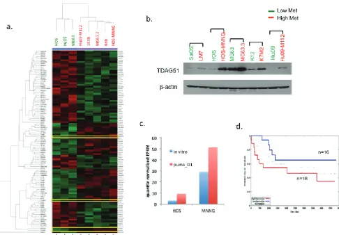 Figure 2: High PHldA1/tdAG51 expression is associated with high metastatic potential in os cell lines and lower survival probability in os patients