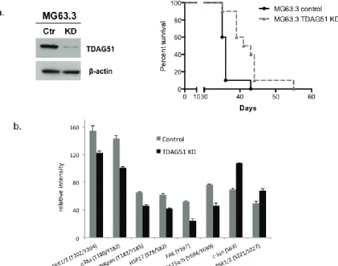 Figure 4: suppression of tdAG51 expression improved overall survival in a mouse model of os pulmonary metastasis 