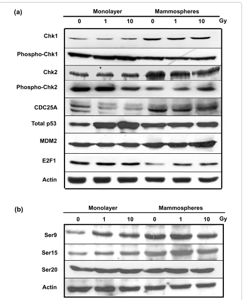 Figure 8 Expression of DNA damage/cell cycle response proteins in unirradiated and irradiated MCF-7 cells