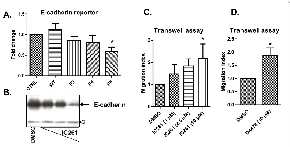 Figure 7 Blocking casein kinase 1 epsilon function decreases E-cadherin expression and promotes cell migrationtant casein kinase 1 epsilon (CK1ε) were expressed in MCF7 cells together with the reporter encoding E-cadherin-promoter coupled to luciferase
