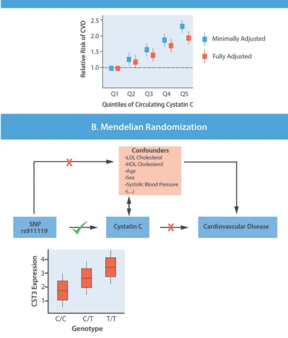 FIGURE 4. CENTRAL ILLUSTRATION Assessing Causality of Cystatin C in CVD (A) Epidemiological evidence shows that increased levels of circulating cystatin C are  associated with increased risk of disease