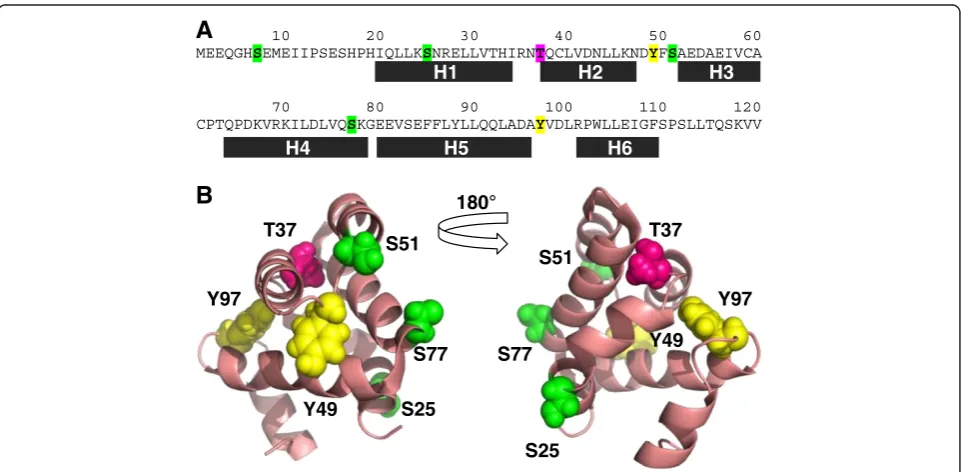 Figure 1 Location of potential phosphorylation sites in the NOD1 CARD. Potential serine, threonine and tyrosine phosphorylation sites inthe first 120 residues of NOD1 were identified using NETPhos 2.0