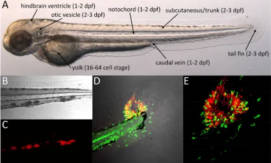 Fig. 1 Mm infection of zebrafish embryos. a Two-day-old zebrafish embryo showing the different sites used for microinjection of Mm