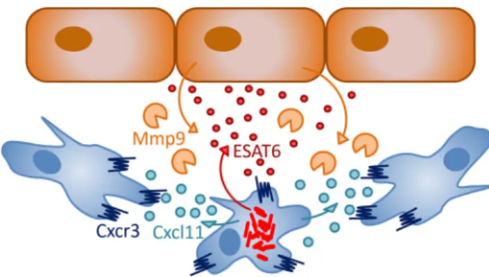 Fig. 2 Signals involved in early granuloma formation. Studies in zebrafish suggest that mycobacteria (red) inside infected macrophages (blue) secrete the ESAT6 virulence factor, which, in turn, induces nearby epithelial cells (brown) to secrete the matrix 