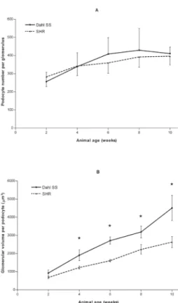 Figure  2.  Number  of  podocytes  per  glomerulus  (A)  and  glomerular volume per podocyte (B) in Dahl SS and SHR  rats