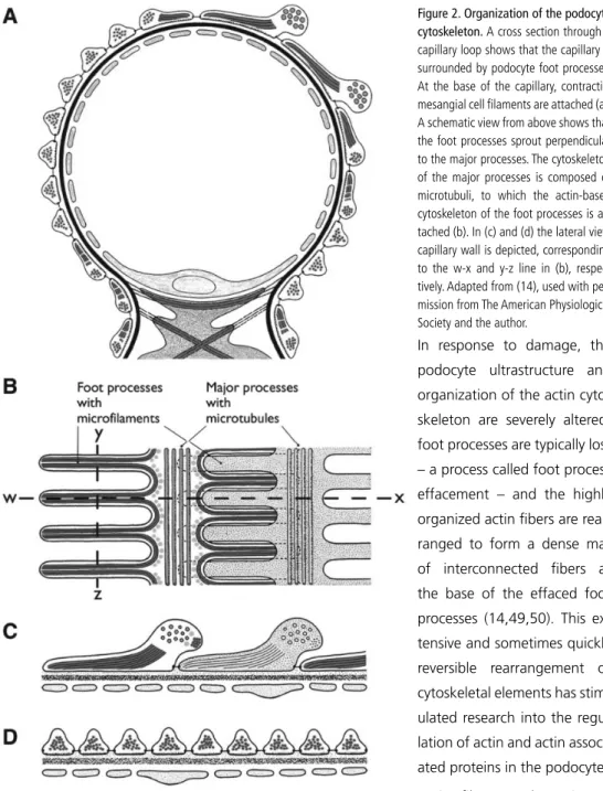 Figure 2. Organization of the podocyte  cytoskeleton. A cross section through a  capillary loop shows that the capillary is  surrounded by podocyte foot processes
