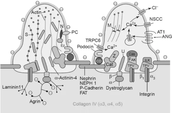 Figure 3. Molecular organization of the podocyte foot process. Two podocyte foot processes with the bridging slit diaphragm  are depicted, resting on the glomerular basement membrane (GBM)