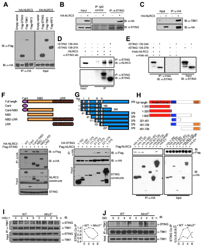 Figure 4. NLRC3 associates with STING and TBK1 to interfere with their  Interaction 