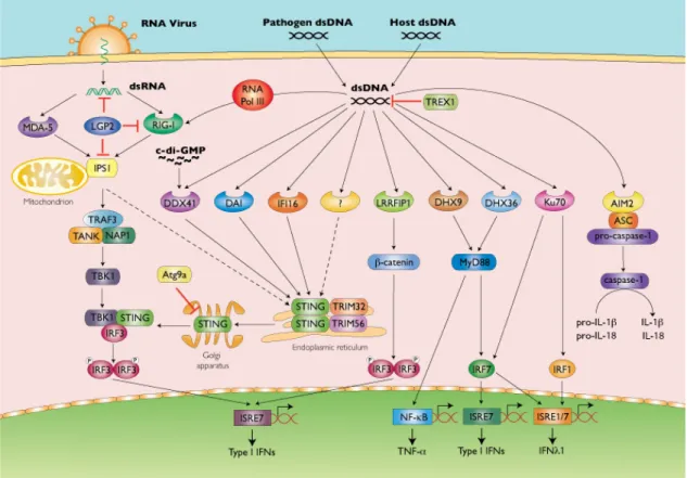 Figure 2. Nucleic acid induced IRF3/7 activation 