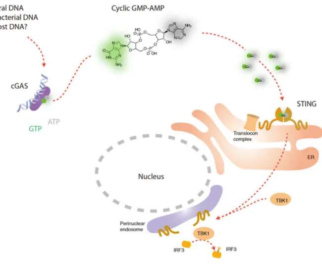 Figure 4. cGAS downstream signaling 