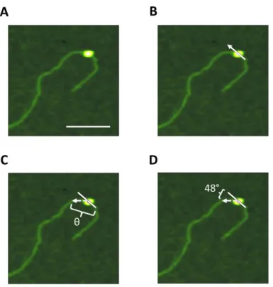 Figure 4.1 : AFM bend angle analysis 