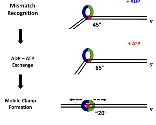 Figure 4.5 : Model of MutS-induced DNA Bending 