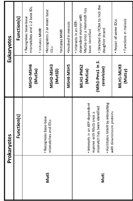 Table 1.1 : Comparison of prokaryotic and eukaryotic MutS and MutL homologs