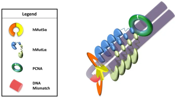 Figure 2.4 : Model of MutSα and MutLα Interaction 