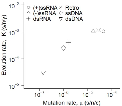 Figure 0.1: Virus evolution rate against mutation rate 