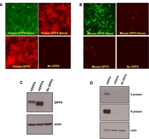 Figure 1.1: MERS-CoV infection utilizing hDPP4 and mDPP4 