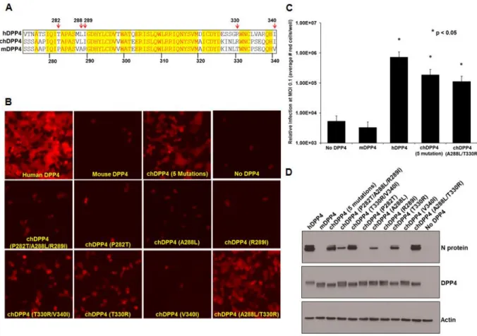 Figure 1.3: MERS-CoV infection is dependent upon specific amino acids in DPP4 
