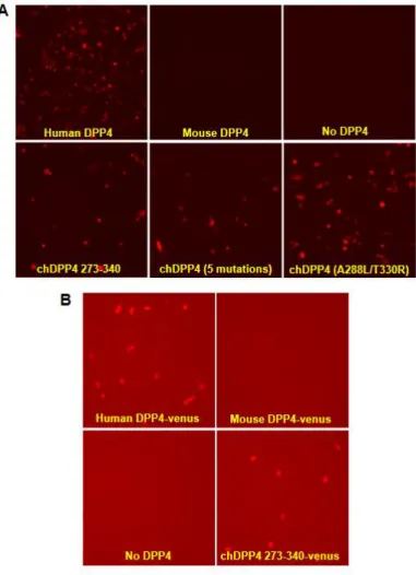 Figure 1.4: Human and chimeric DPP4 molecules can support MERS-CoV infection in hamster  and mouse cells 