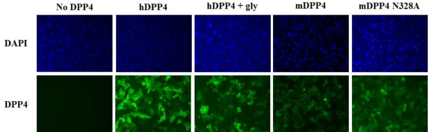Figure 1.8: DPP4 construct expression in HEK 293T cells  
