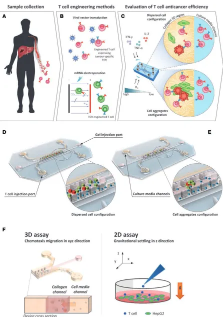 Figure 1. Evaluation of TCR-engineered T cell function using a 3D microfluidic device