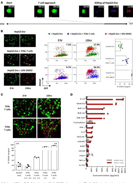 Figure 2. Engineered HBV-specific T cells invade and specifically kill HBV antigen–expressing HCC cells