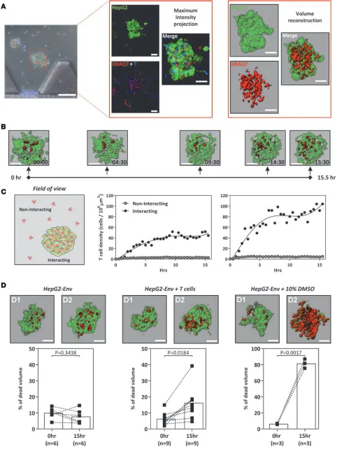 Figure 4. TCR-engineered T cells lyse hepatocellular carcinoma aggregates. (A) Schematic illustrating the 3D volume reconstruction of HepG2-Env aggregates embedded in the collagen gel of the microdevice (scale bar: 100 μm [left]; 50 μm [middle and right])