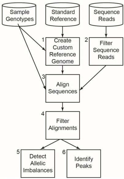 Figure 2.1 Overview of AA-ALIGNER. Sample genotypes or common variants are used to  create a custom reference genome (1)