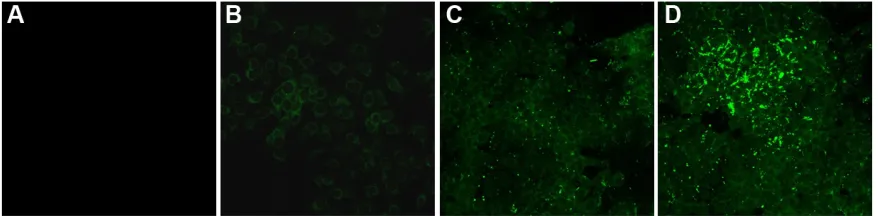 Table 1 characterization of NPs by Dls