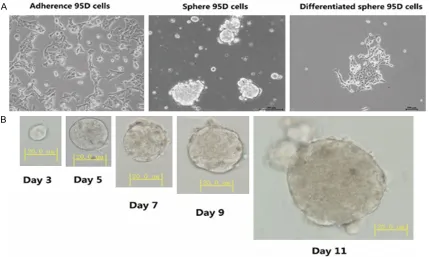 Figure 1. Phase-contrast microscopy representative images of 95D cell lines. A. Adherence 95D cells: were cultured by 10% fetal bovine serum