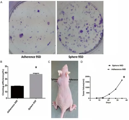 Figure 2. The cloning efficiency and tumorigenic potential of sphere 95D cells and adherence 95D cells