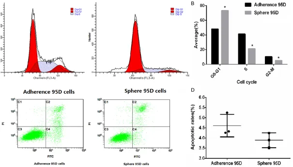 Figure 3. Cells cycle and apoptosis detection sell cycle detection. A, B. Approximately 1 × 106 cells were collected and stained by PI