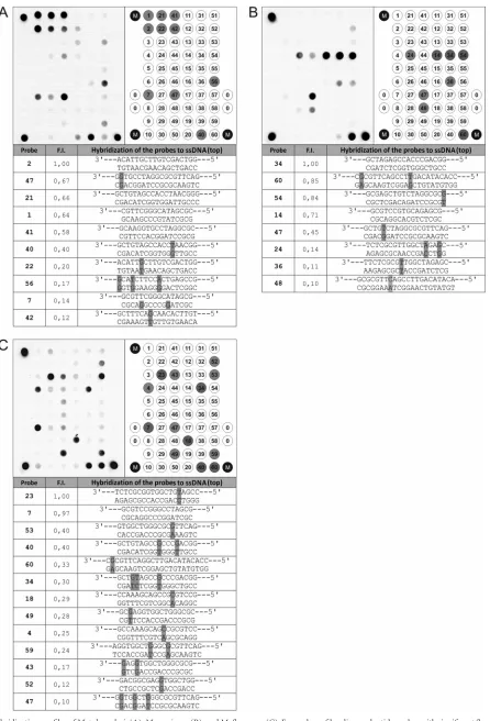 FIG 1 Hybridization proﬁles ofsignals are shown on the microarray layout in gray. The pads on the array were designated as follows: M, marker pads; 0, empty pads; p-1 through p-60, pads withimmobilized oligonucleotide probes