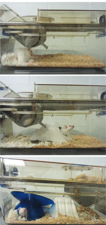 Table 1. Numbers of mice from each enrichment condition that under- under-went behavioral testing