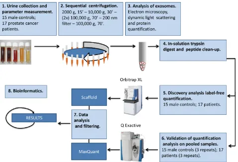Figure 1: Schematic procedure for isolation and characterization of urinary exosomes. See text for details