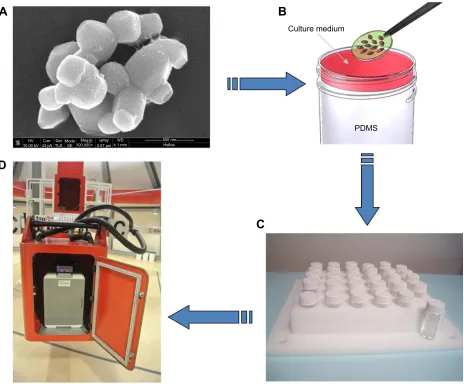 Figure 1 Barium titanate nanoparticles (BTNPs) and experimental setup.Notes: scanning electron microscopy image of BTNPs (A)