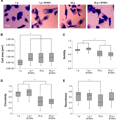 Figure 3 cell morphology. Morphometric analysis of mesenchymal stem cells in proliferation immediately after the treatment.Notes: *P0.05