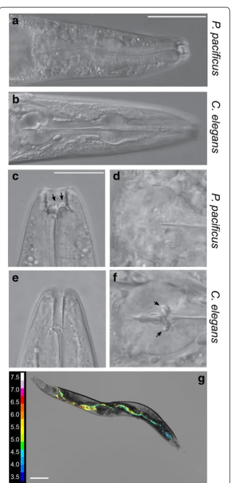 Fig. 4 Morphological differences in feeding structures. cfeeding adaptations facilitating predatory feeding (a Whole P