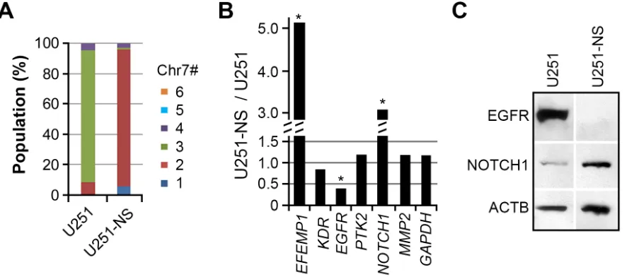 Figure 1: Differential expression of EGFR and NOTCH1 in TMC and STIC subpopulations of U251